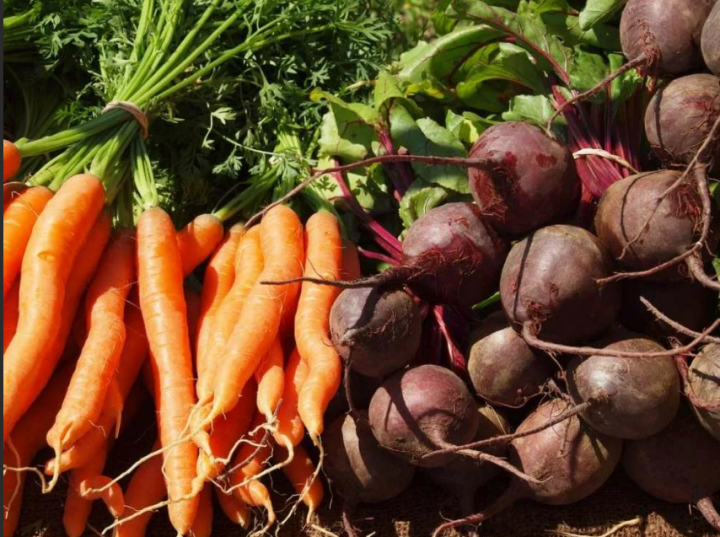 Из-за погоды сбор моркови и свеклы в этом году сдвинулся. Самые благоприятные для уборки дни
