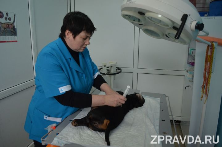 В ветеринарной службе Зеленодольска рассказали об итогах работы и планах