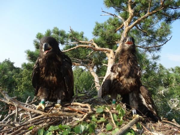 Орланы не торопятся покидать Волжско-Камский заповедник