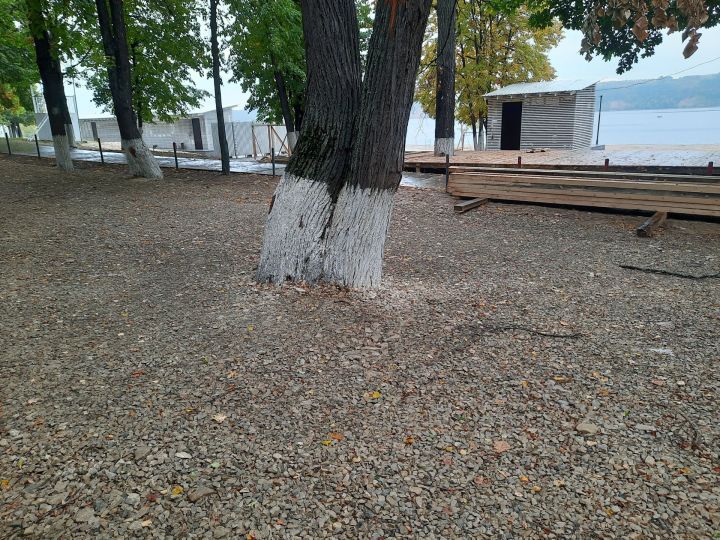 Корни деревьев возле городского пляжа заложили щебёнкой: не погибнут ли деревья?