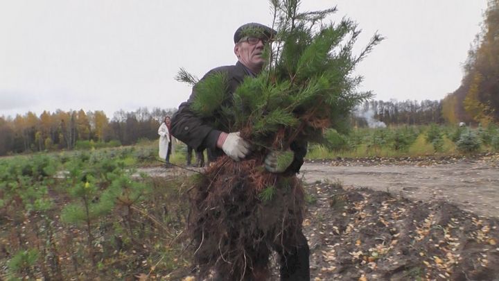 Для озеленения Зеленодольска из питомника привезли хвойные саженцы