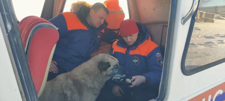 В Зеленодольске спасатели вытащили собаку, провалившуюся под лёд