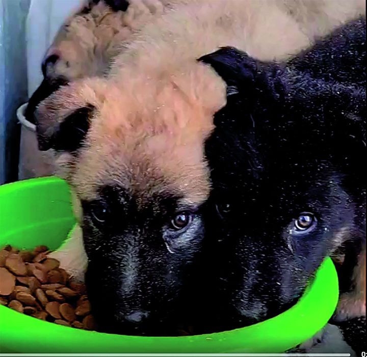 Общественный совет Зеленодольска объявил о старте благотворительной акции «Миска добра» в поддержку айшинского приюта для бездомных животных «Кот и Пёс»