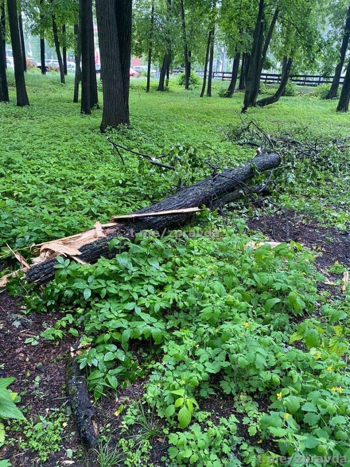 Мобильный репортёр: В городском парке после ночного урагана попадали деревья