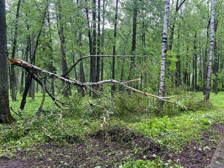 Мобильный репортёр: В городском парке после ночного урагана попадали деревья