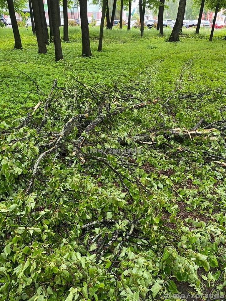 Мобильный репортёр: В городском парке после ночного урагана попадали деревья