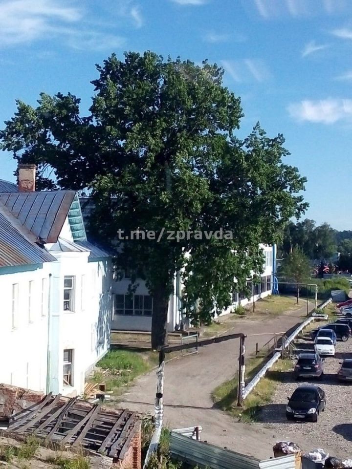 Жители призывают сберечь уникальный Адмиралтейский дуб Зеленодольска