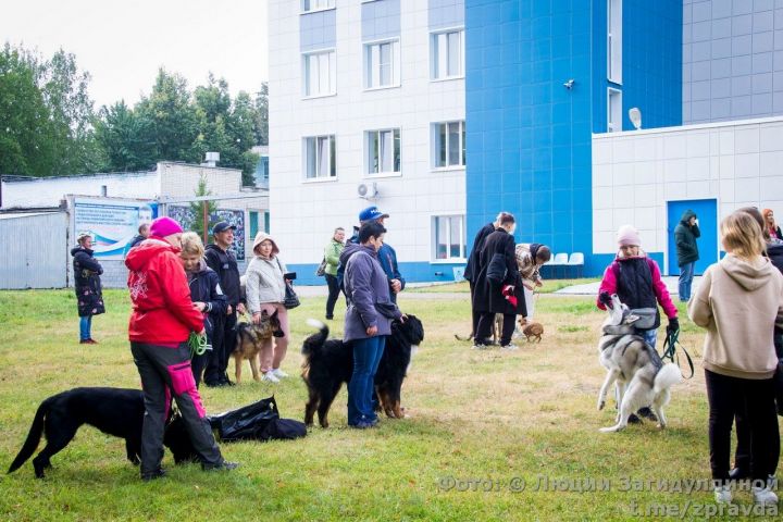 Спорткомплекс «Маяк». Фоторепортаж с выставки собак