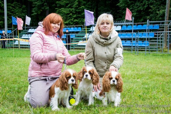 Спорткомплекс «Маяк». Фоторепортаж с выставки собак