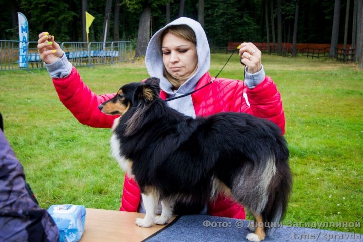 Спорткомплекс «Маяк». Фоторепортаж с выставки собак