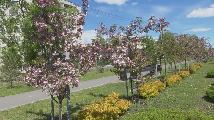 Улицы Зеленодольска украсились благодаря работе агронома и озеленителей