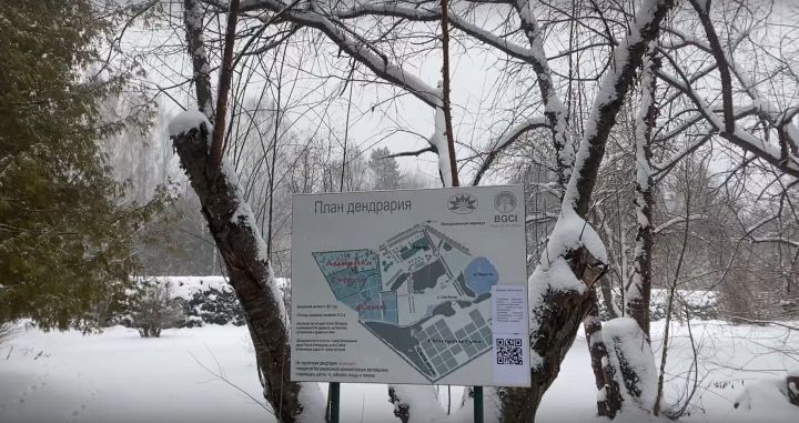 Влияние январских снегопадов на жизнь в заповедном лесу Татарстана: мнение ученого