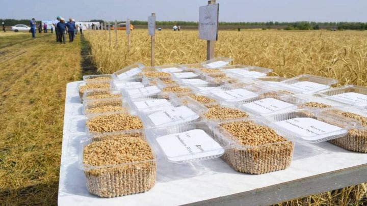 В Татарстане провели исследования зерновой продукции на пестициды