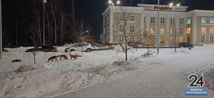 Жители Зеленодольска жалуются на стаи собак, нападающие на людей