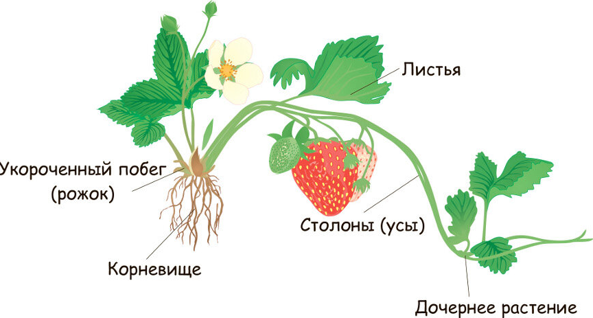 Сколько дает куст клубники. Строение куста земляники схема. Усы клубники строение. Ремонтантная земляника размножается усами. Столоны земляники.