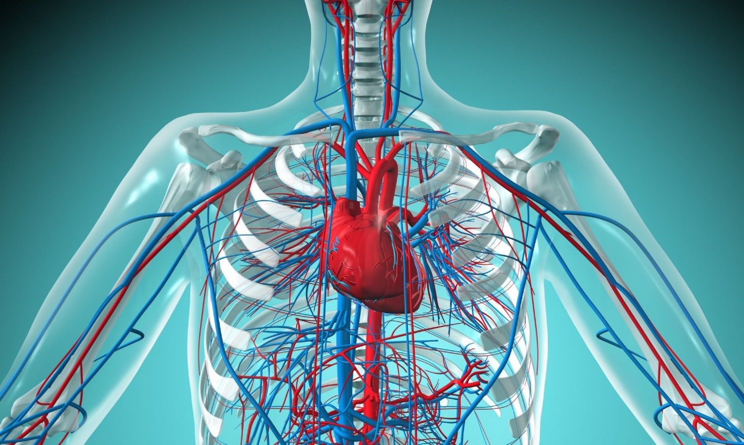 Сосуды эффективное лечение. Сосуды ССС человека анатомия. Система кровообращения человека кровеносные сосуды. Система кровообращения человека сердце и кровеносные сосуды. Сердце и кровеносная система человека анатомия.
