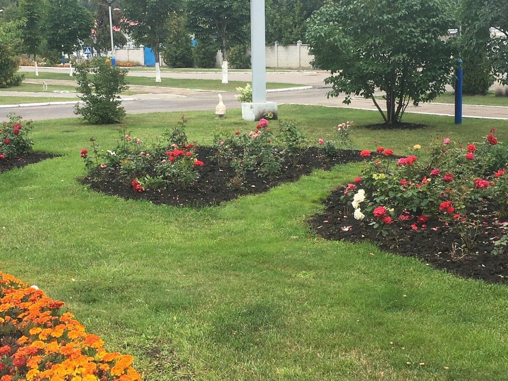 В городском конкурсе «Мой миллион цветов» принимает участие ПОЗИС