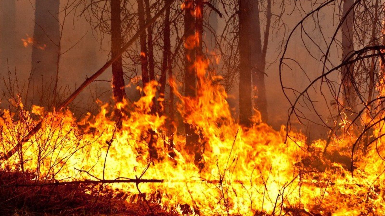 Повышенная пожароопасность. Пожароопасность лесов. Высокая пожарная опасность лесов. Пожарная опасность в лесах. Опасность пожара в лесу.