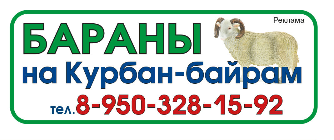 Курбан байрам 2024 какого числа в кбр. Барашки на Курбан в Казани. С праздником Курбан байрам баран.