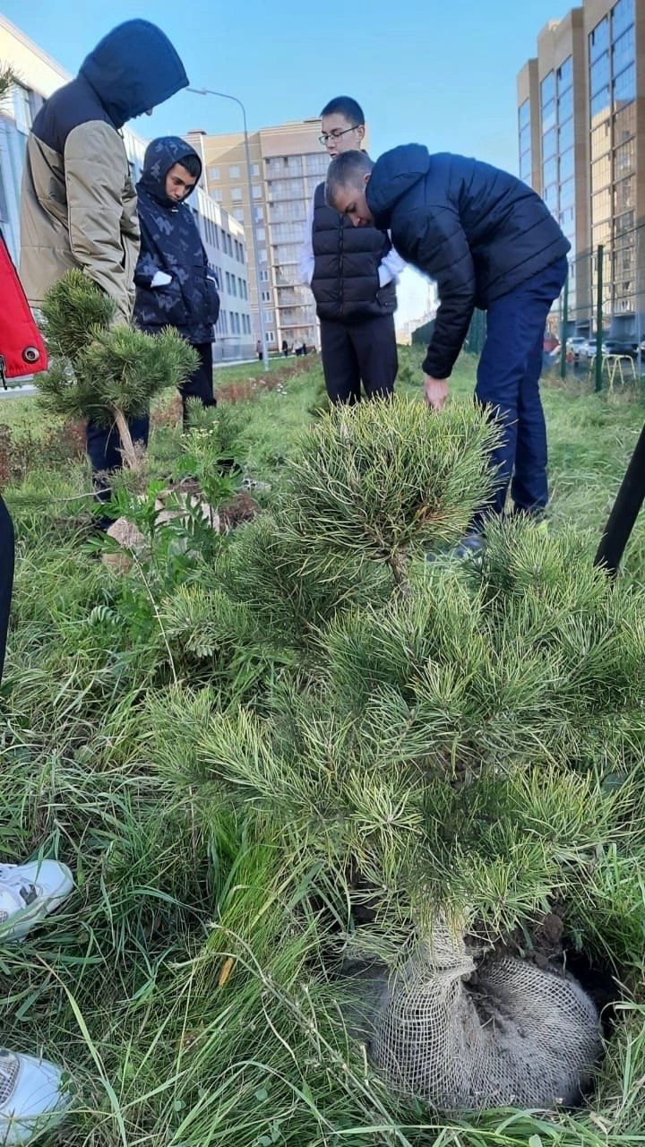 Воспитанники Зеленодольского школьного лесничества и сотрудники «Зеленодольского опытного лесхоза» облагородили соснами территорию лицея им. В.В. Карпова