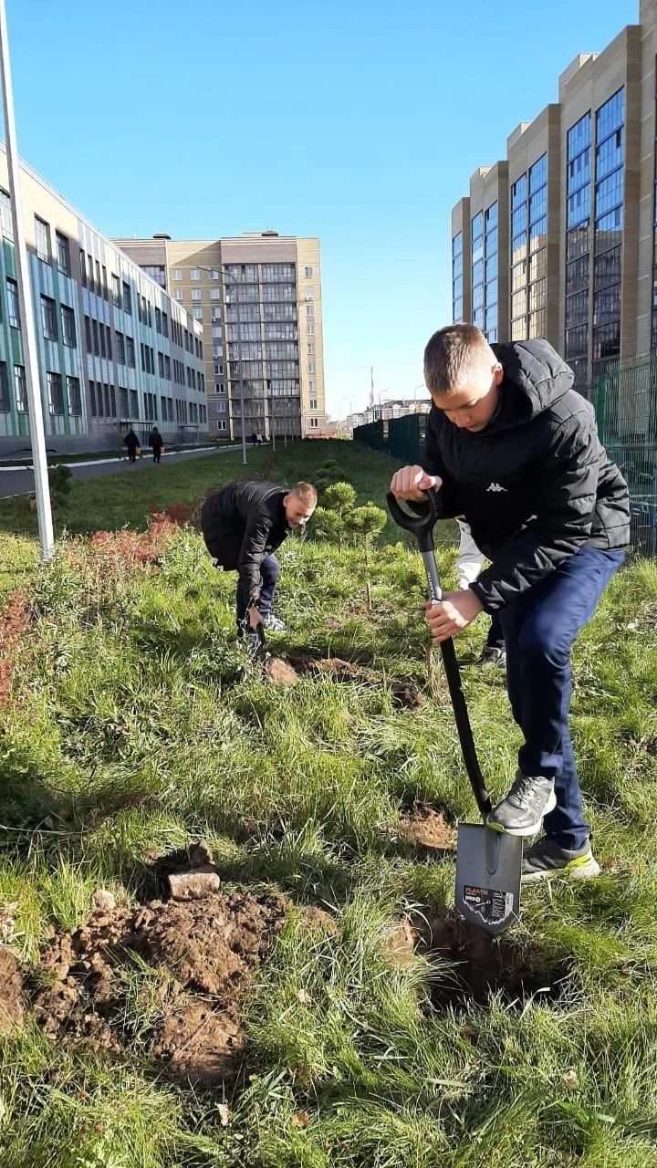 Воспитанники Зеленодольского школьного лесничества и сотрудники «Зеленодольского опытного лесхоза» облагородили соснами территорию лицея им. В.В. Карпова