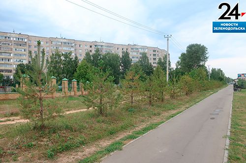 В Зеленодольске спасли сосны, высаженные на аллее Героев