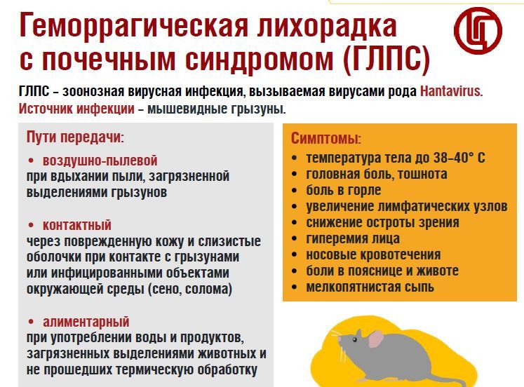Роспотребнадзор: как защититься от геморрагической лихорадки с почечным синдромом