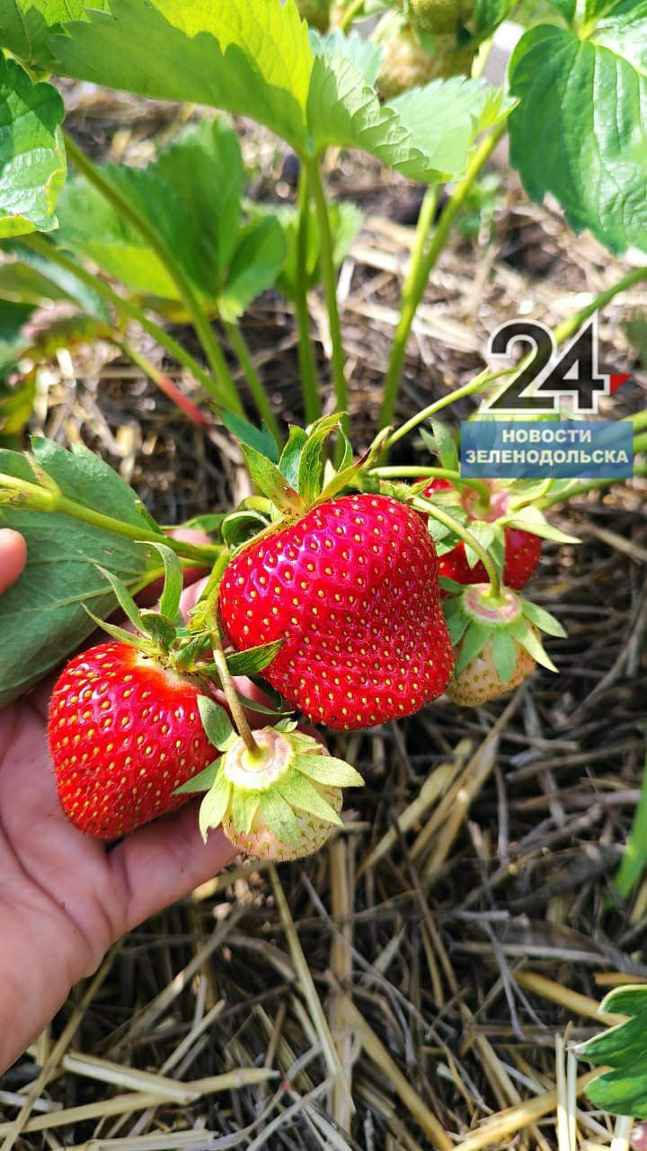 Стоит ли подкармливать клубнику дрожжами?