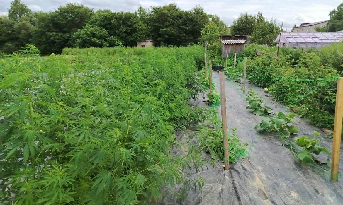 В Татарстане полицейские обнаружили у пенсионера конопляную ферму
