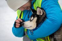 Чипирование, обучение и ответственность: СПЧ предлагает новые правила для владельцев собак