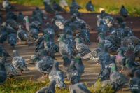 За кормление голубей во дворе россиянам грозит штраф до 3 тыс. рублей