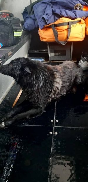 В Зеленодольском районе спасли собаку, провалившуюся под лед