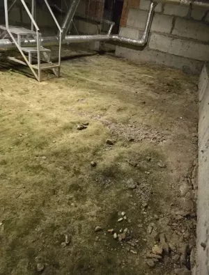 Мох в подвале: лесная сказка или коммунальный кошмар?