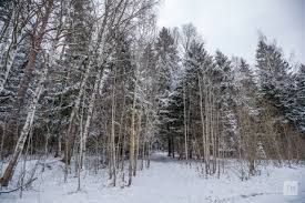 В рамках нацпроекта в Татарстане проведут восстановление лесов площадью более 1,2 тыс. гектаров