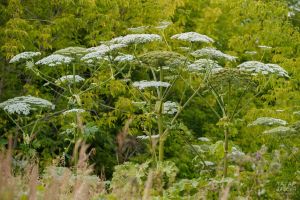 Новый закон с 1 марта 2026 года: борьба с борщевиком становится обязанностью всех собственников