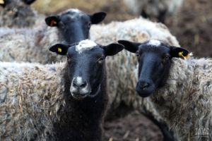 Ветеринарные требования к ввозу и ритуальному забою животных в Татарстане на Курбан-байрам