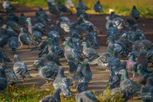 За кормление голубей во дворе россиянам грозит штраф до 3 тыс. рублей
