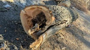 Казанцам объяснили, почему вырубают деревья на берегу озера Нижний Кабан