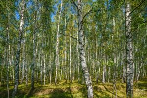 Татарстан закупит новую лесную технику по нацпроекту «Экологическое благополучие»