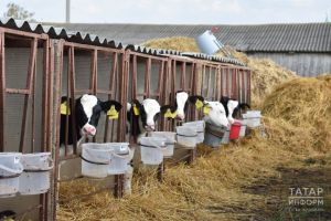 Как правильно ввозить животных в Татарстан: требования ветеринарного управления