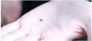 Роспотребнадзор проводит Всероссийскую горячую линию по вопросам профилактики клещевого вирусного энцефалита