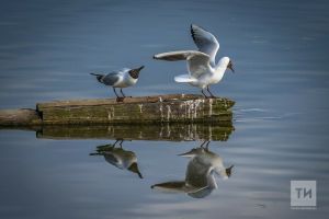 В Татарстан вернулись скворцы, чайки и цапли