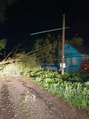В Зеленодольском районе дерево упало на мужчину