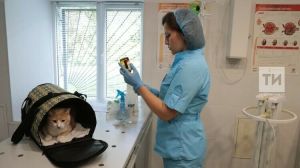 Татарстанцам напомнили: Во всех государственных ветеринарных клиниках региона доступна бесплатная вакцинация животных от бешенства
