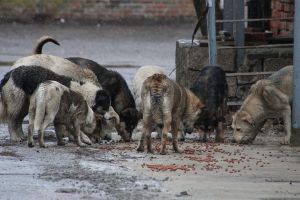 Троих жителей РТ будут судить за нападение собак на девочку в Васильево
