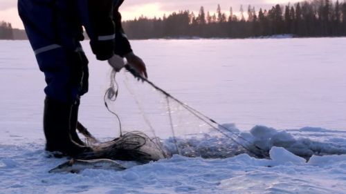 Прокуратура Зеленодольска добивается взыскания 600 тысяч рублей с браконьеров