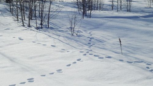 Лесная перепись. Сколько животных проживают в Зеленодольском районе