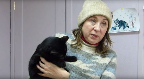 День кошек в приюте «Кот и пес»: Как проживают хвостатые Маркизы и Багиры