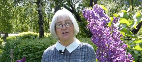 Настоящий энтузиаст Наталья Савельева уже 5 лет выращивает и ухаживает за кустами сирени в Зеленодольске
