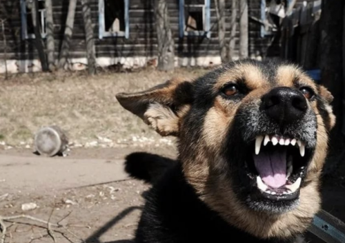 В Зеленодольске ул.Комсомольской собака напала на четырёхлетнюю девочку